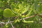 <strong>Lumnitzera racemosa - Ramon, Laurence - 58</strong><br />© Sam Chanel